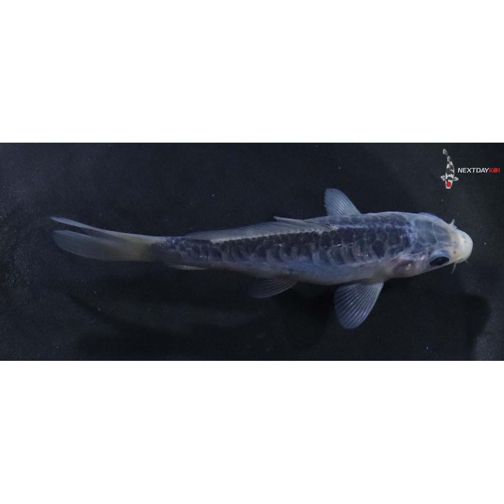 4.5” Imported Shusui