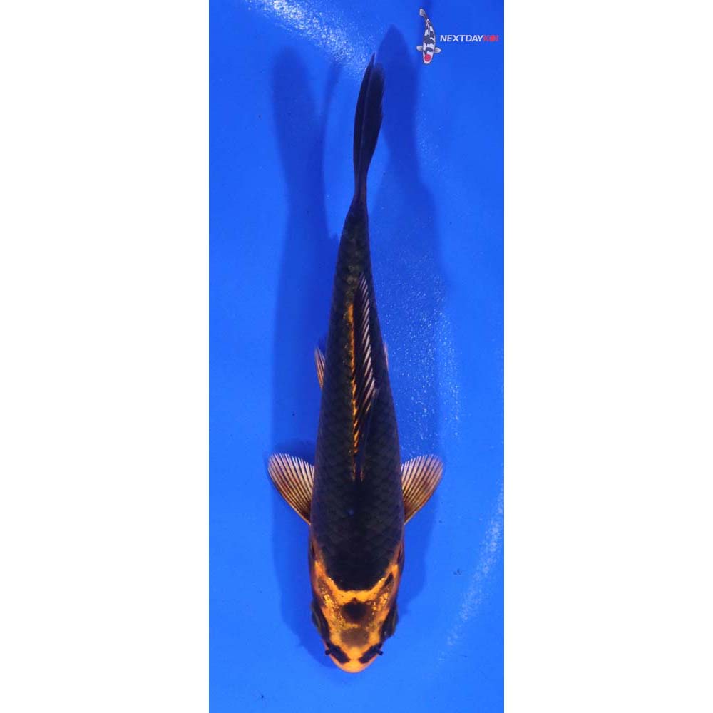 4” Imported Orenji Matsuba