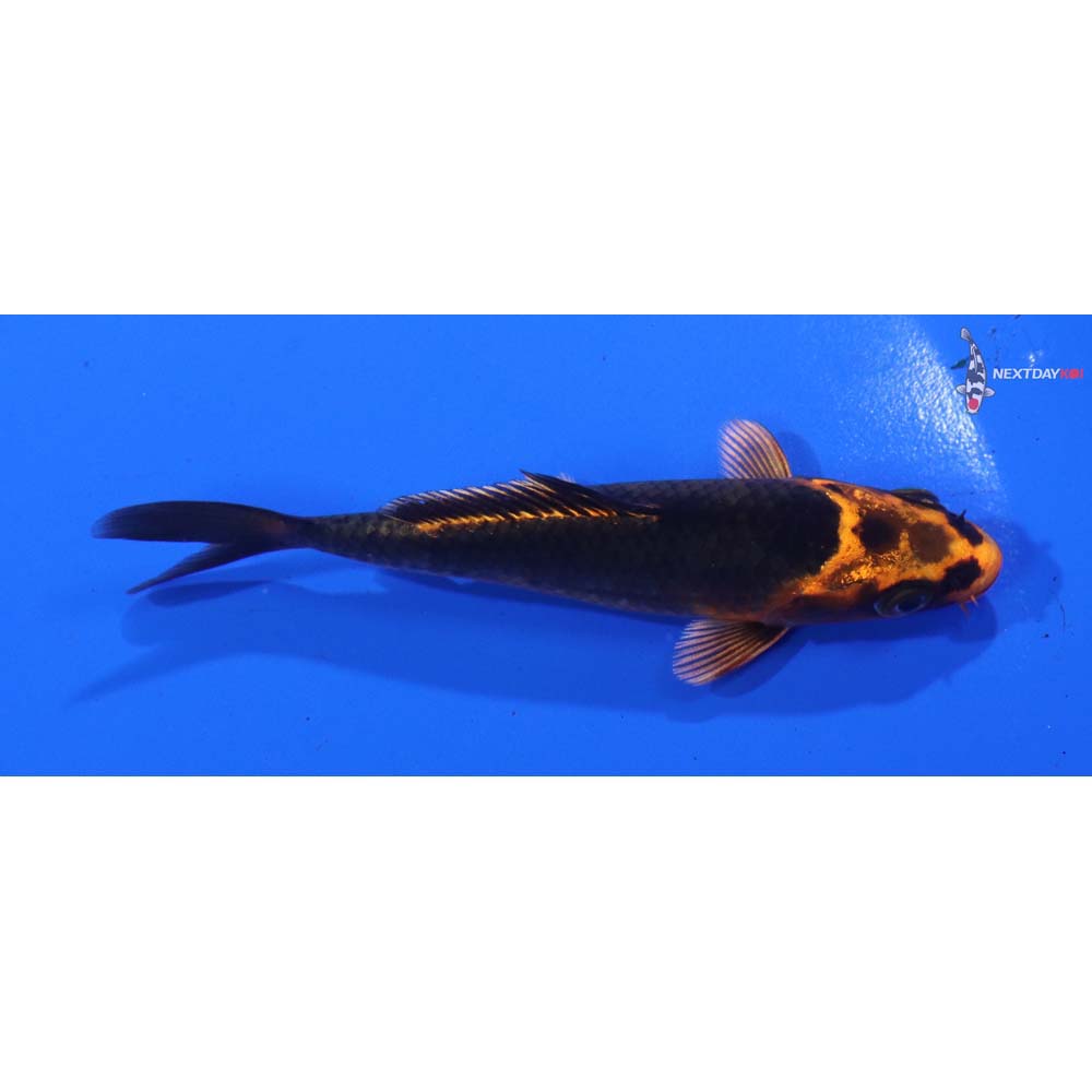 4” Imported Orenji Matsuba