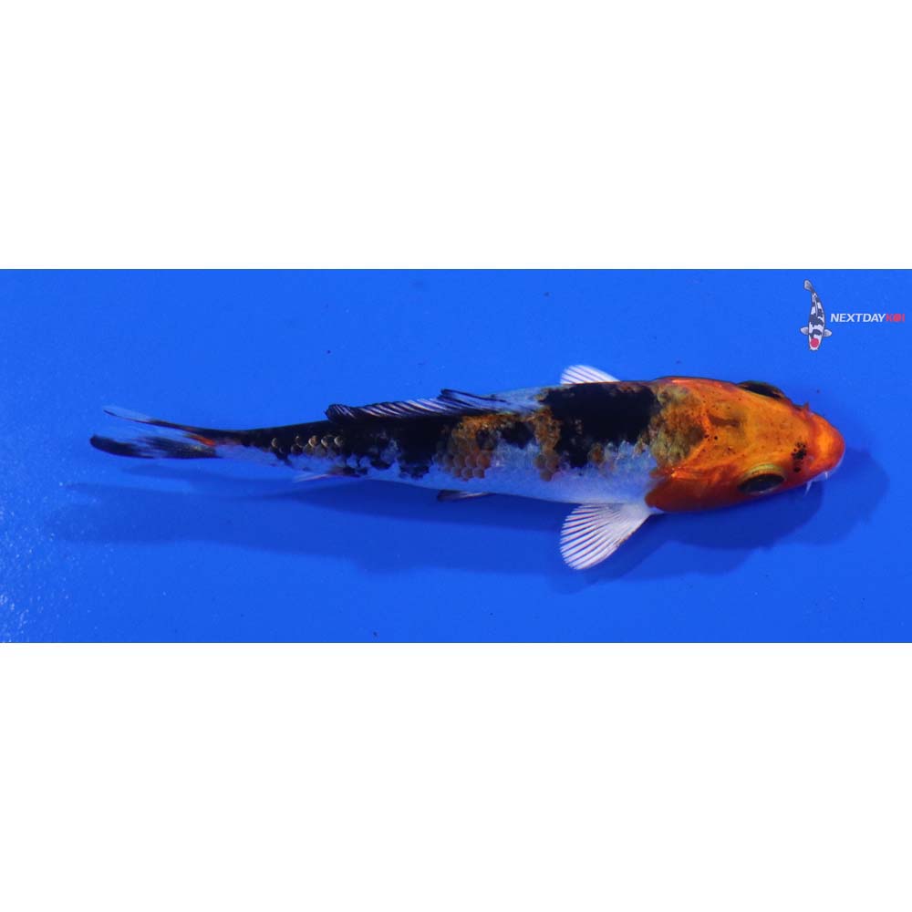 3” Imported Yamato Nishiki