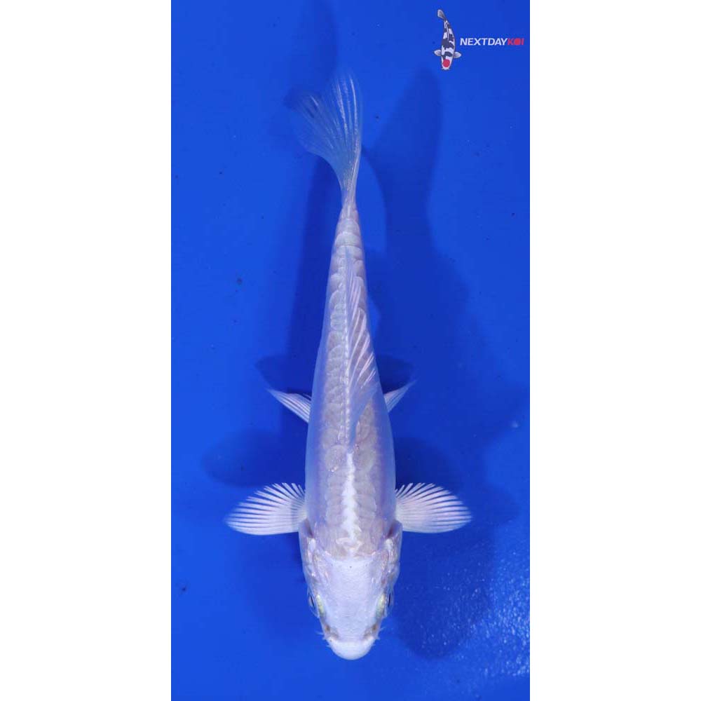 3” Imported Doitsu Platinum Ogon