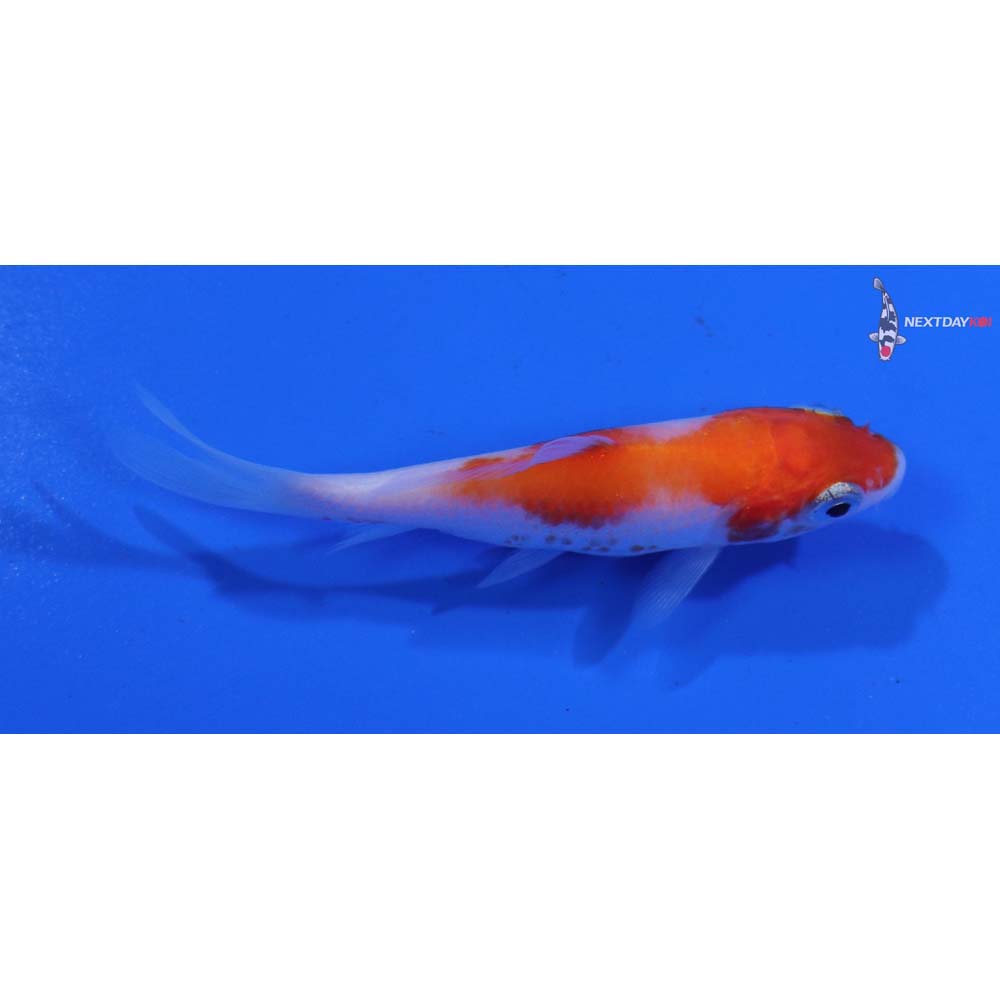 3” Imported Kohaku