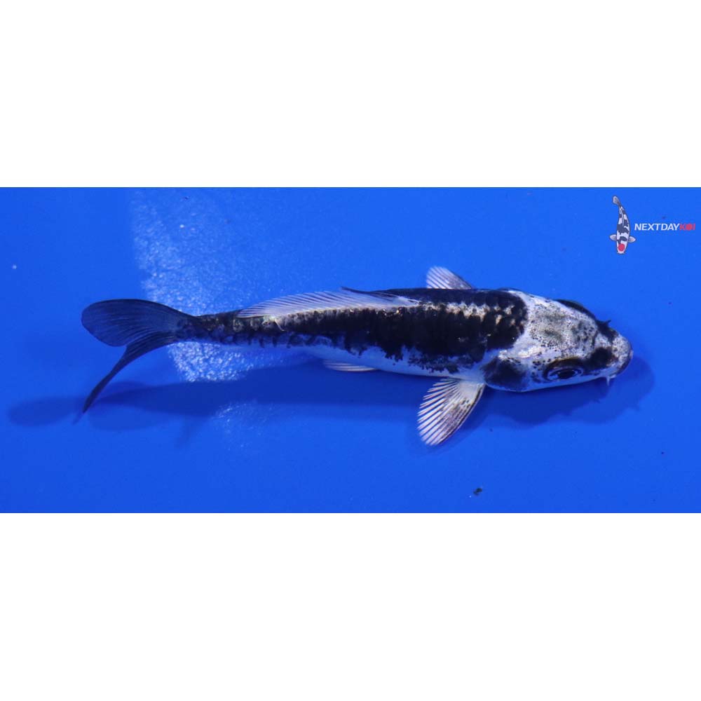 3” Imported Kikokuryu