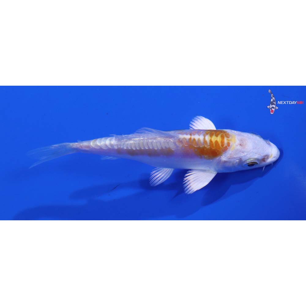 3” Imported Doitsu Lemon Hariwake