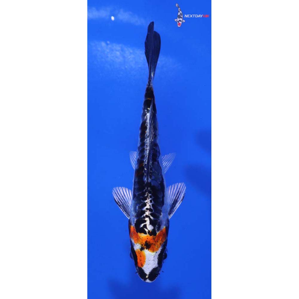 3.5” Imported Kin Kikokuryu