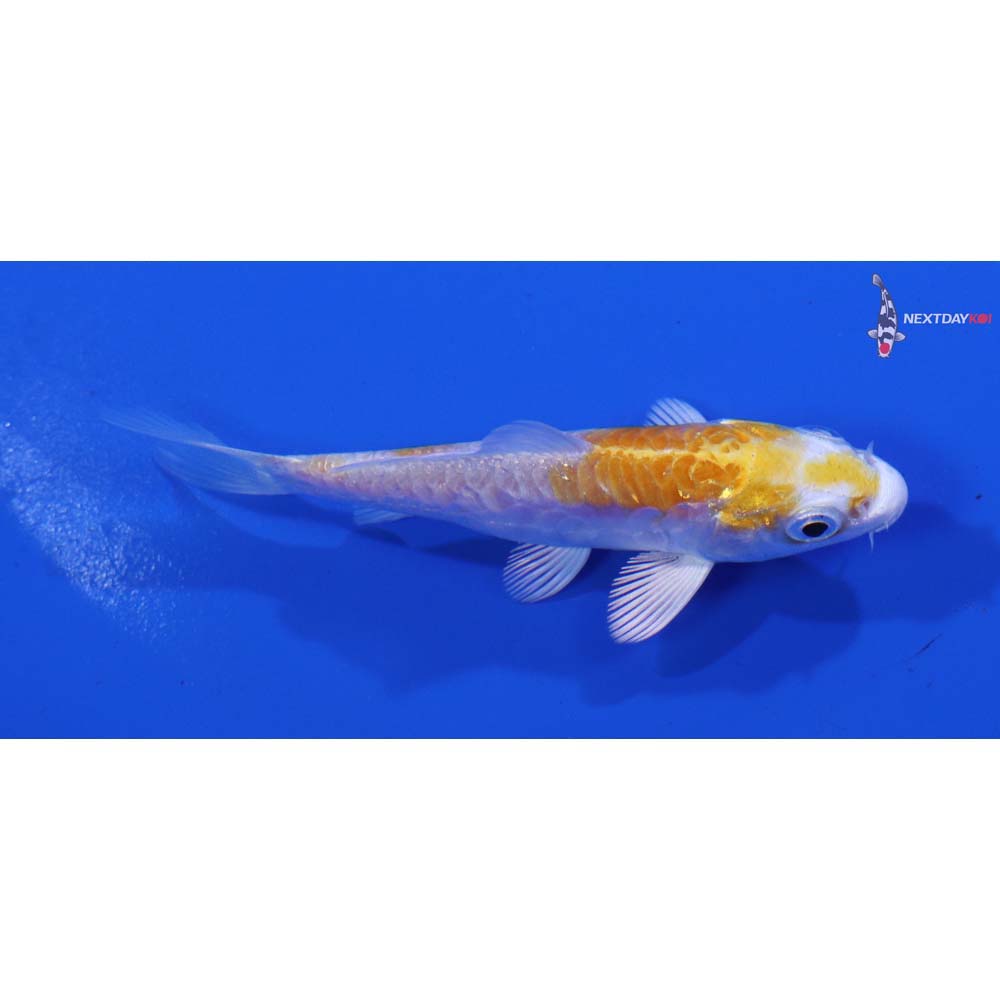 3” Imported Armor Scaled Lemon Hariwake