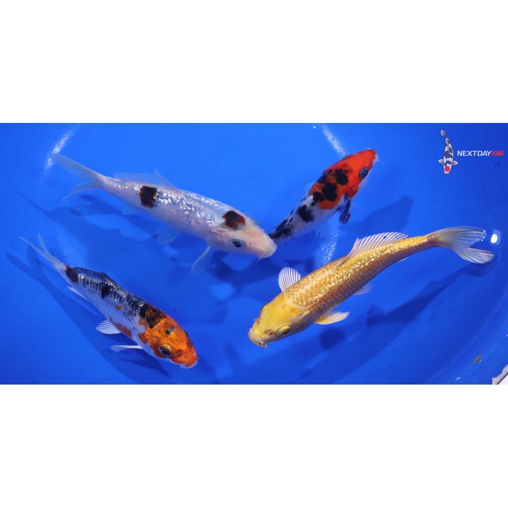 Lot of (4) 3.5-5” Imported Assorted Koi