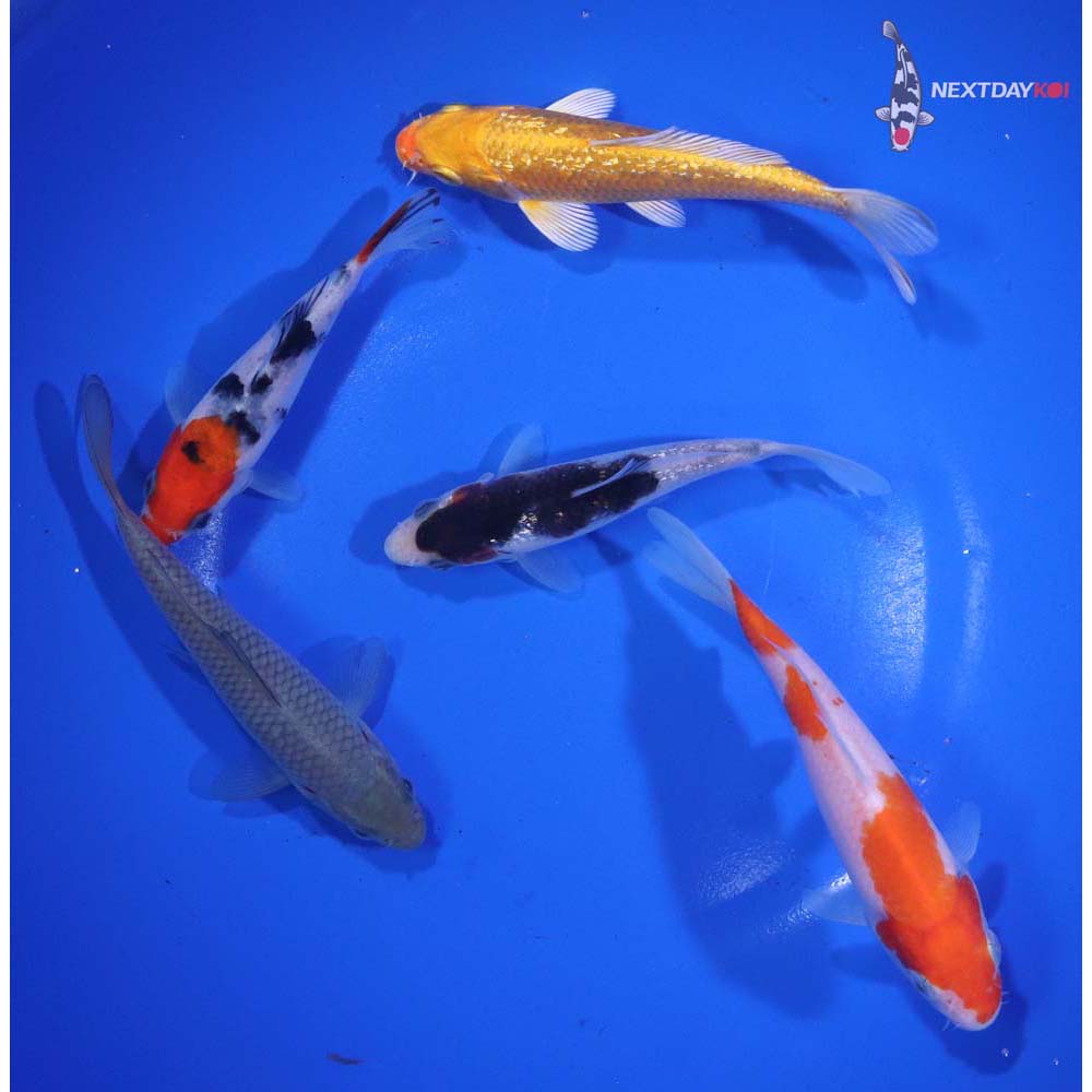 Lot of (5) 3.5-5” Imported Assorted Koi