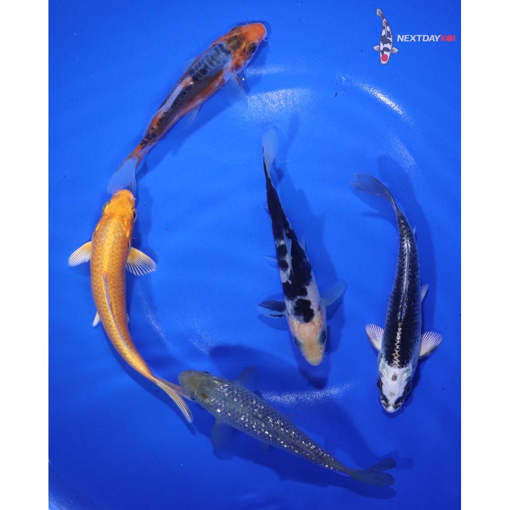 Lot of (5) 3.5-5” Imported Assorted Koi