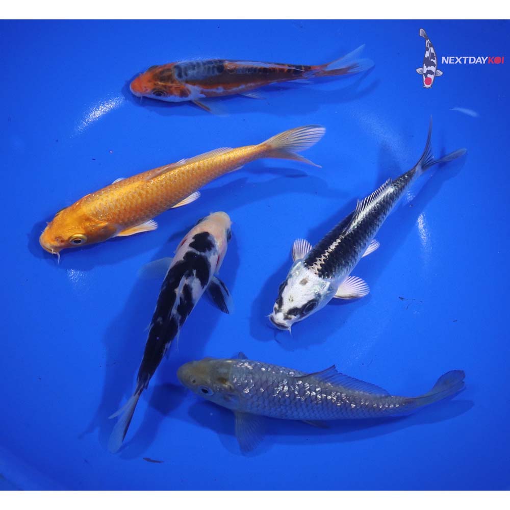 Lot of (5) 3.5-5” Imported Assorted Koi