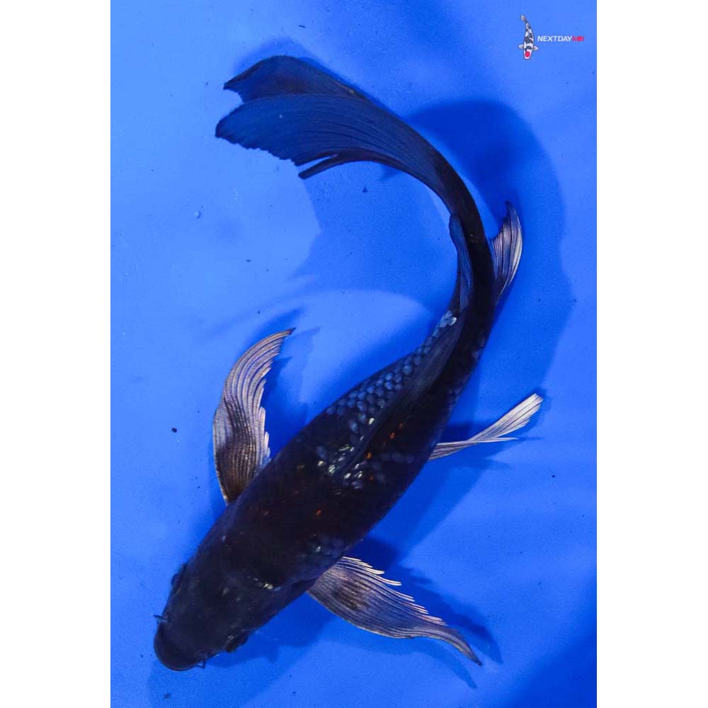 8” Imported Gin Rin Ochiba Shigure Butterfly Koi