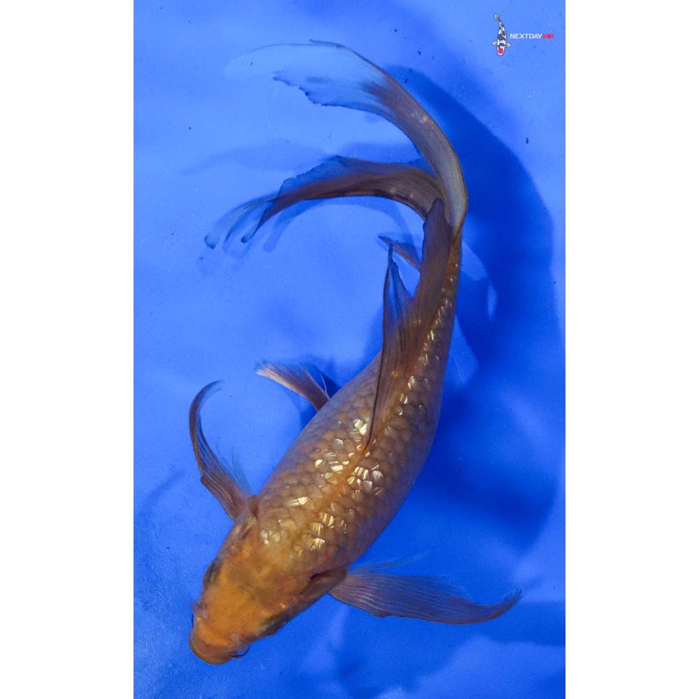 8” Imported Gin Rin Chagoi Butterfly Koi