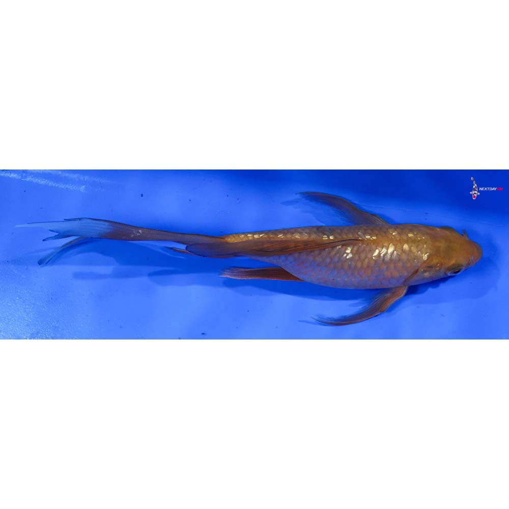 8” Imported Gin Rin Chagoi Butterfly Koi