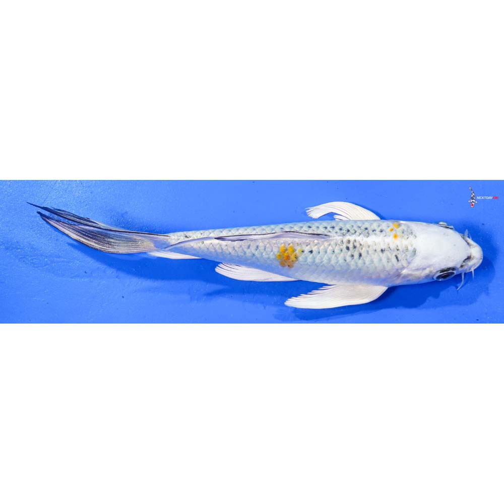 7.5” Imported Kujaku Butterfly Koi