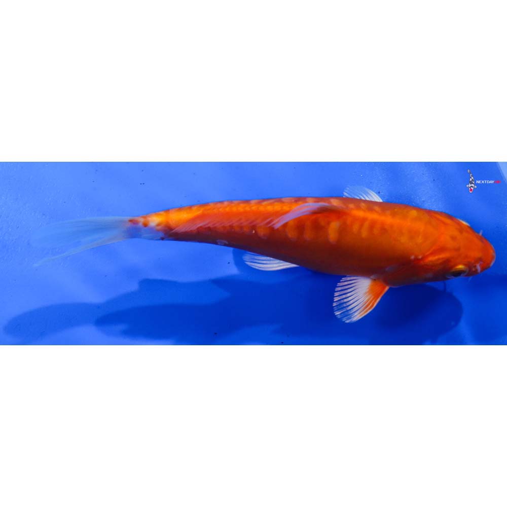 7” Imported Doitsu Orenji Ogon