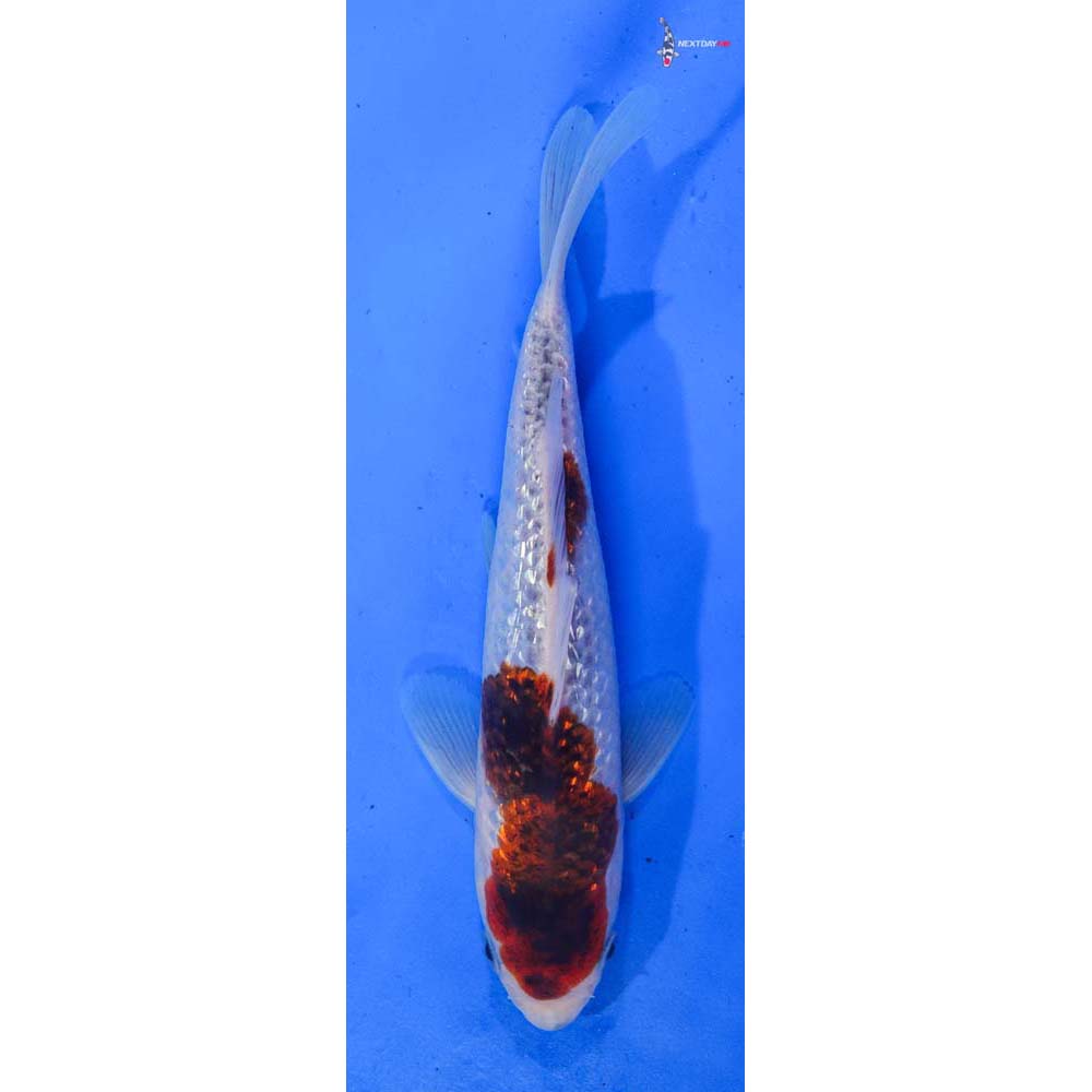 7” Imported Gin Rin Goshiki