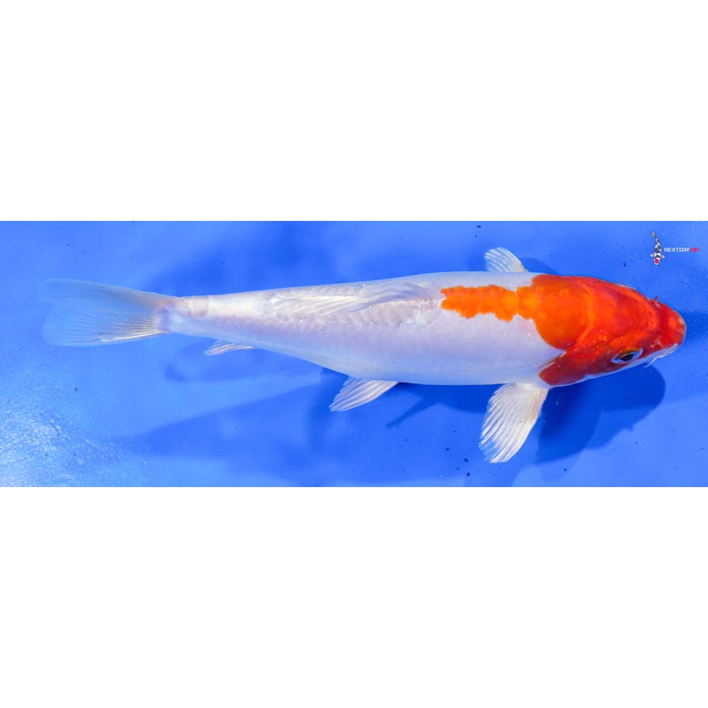 7” Imported Kikusui