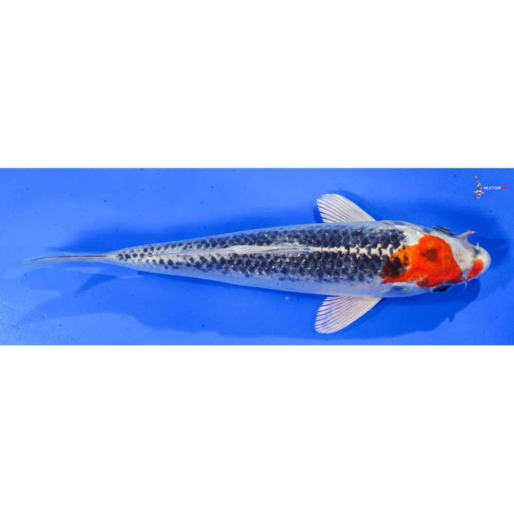 7.5” Imported Kujaku