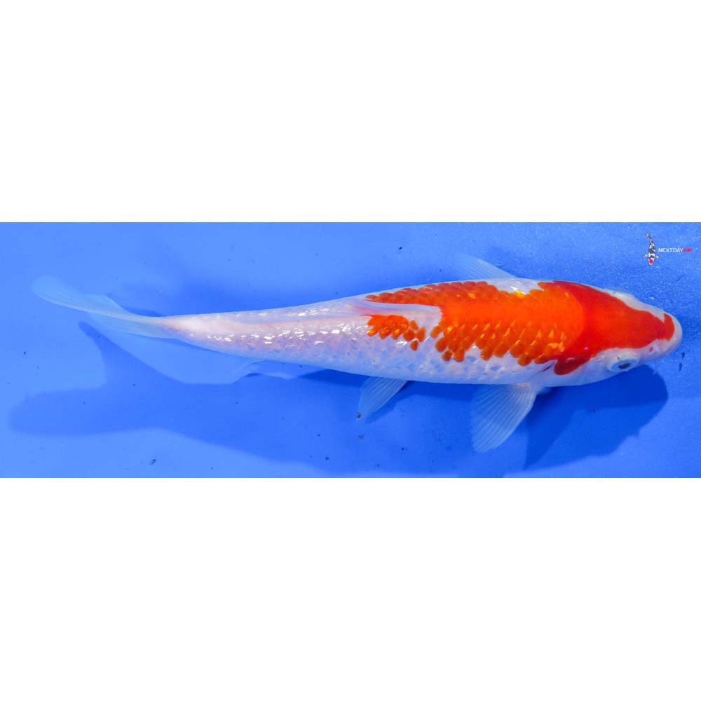 7.5” Imported Gin Rin Kohaku