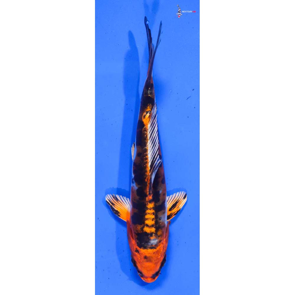 7” Imported Heisei Nishiki