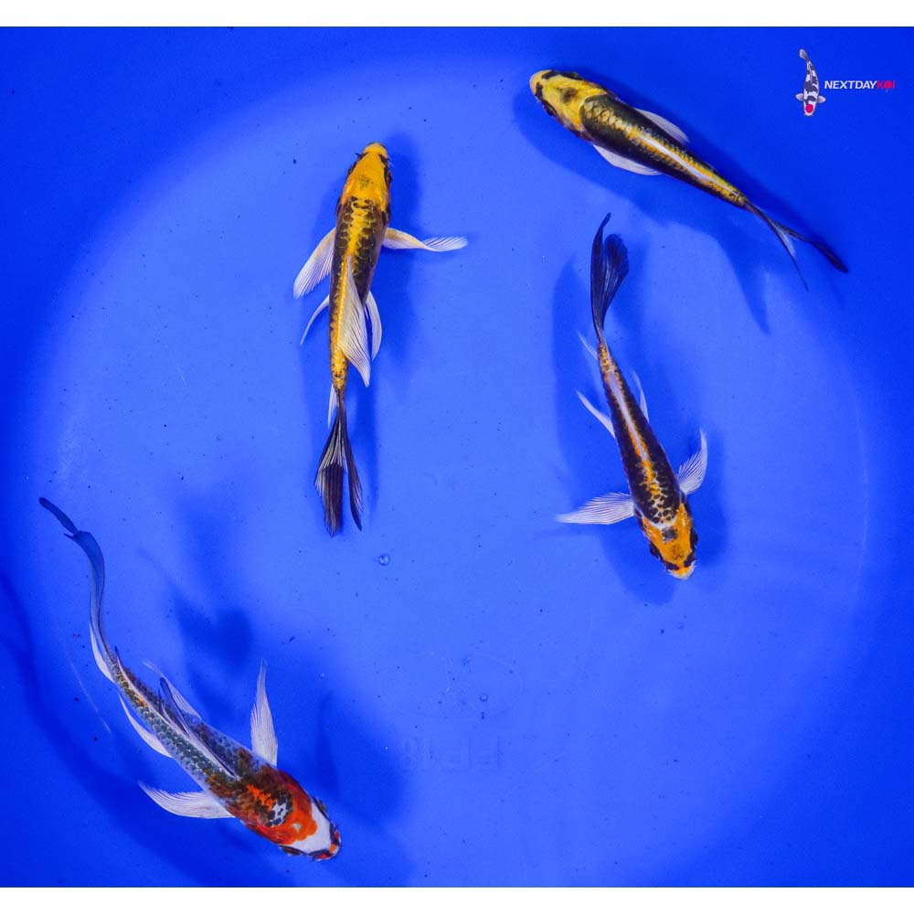 Lot of (4) 6-8" Imported Assorted Butterfly Koi