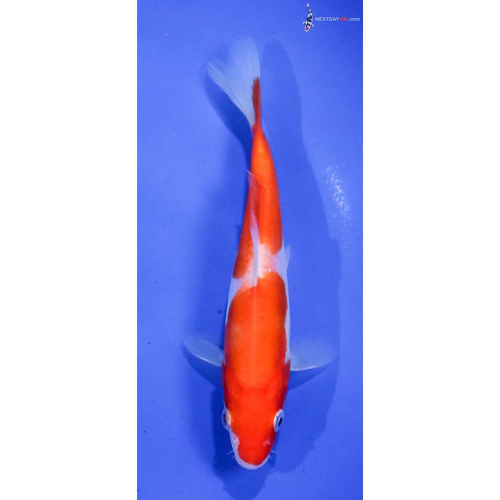 5.5” Imported Doitsu Kohaku