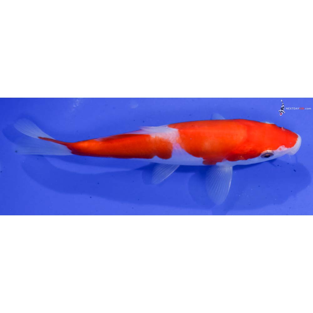 5.5” Imported Doitsu Kohaku