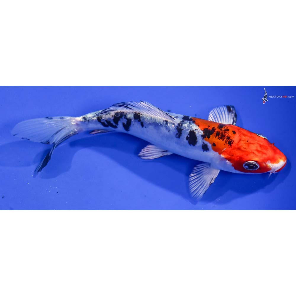 5.5” Imported Heisei Nishiki