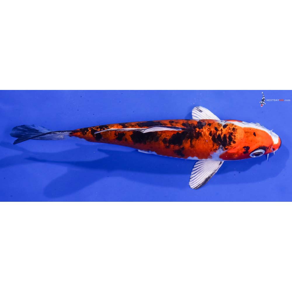 5.5” Imported Yamato Nishiki