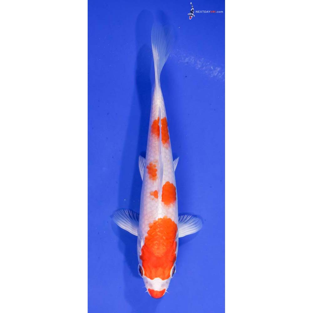 5.5” Imported Hariwake