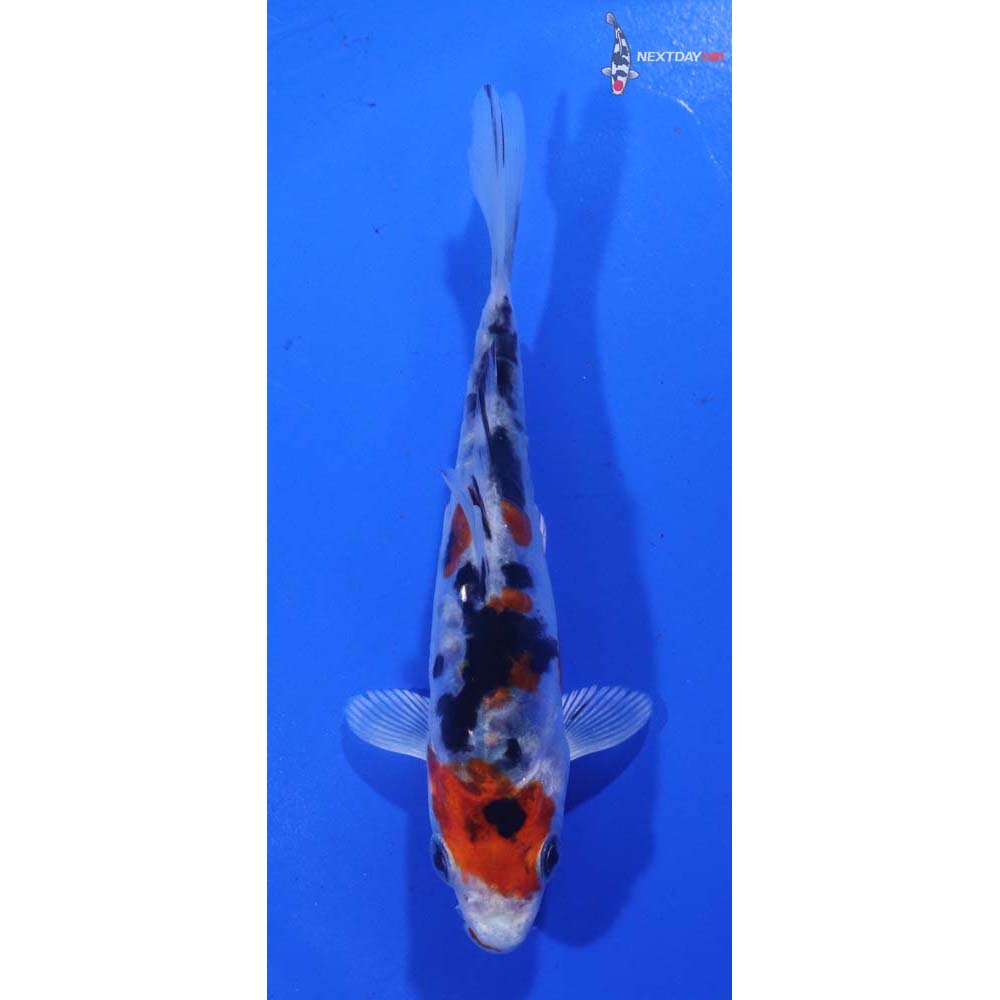 4” Imported Heisei Nishiki