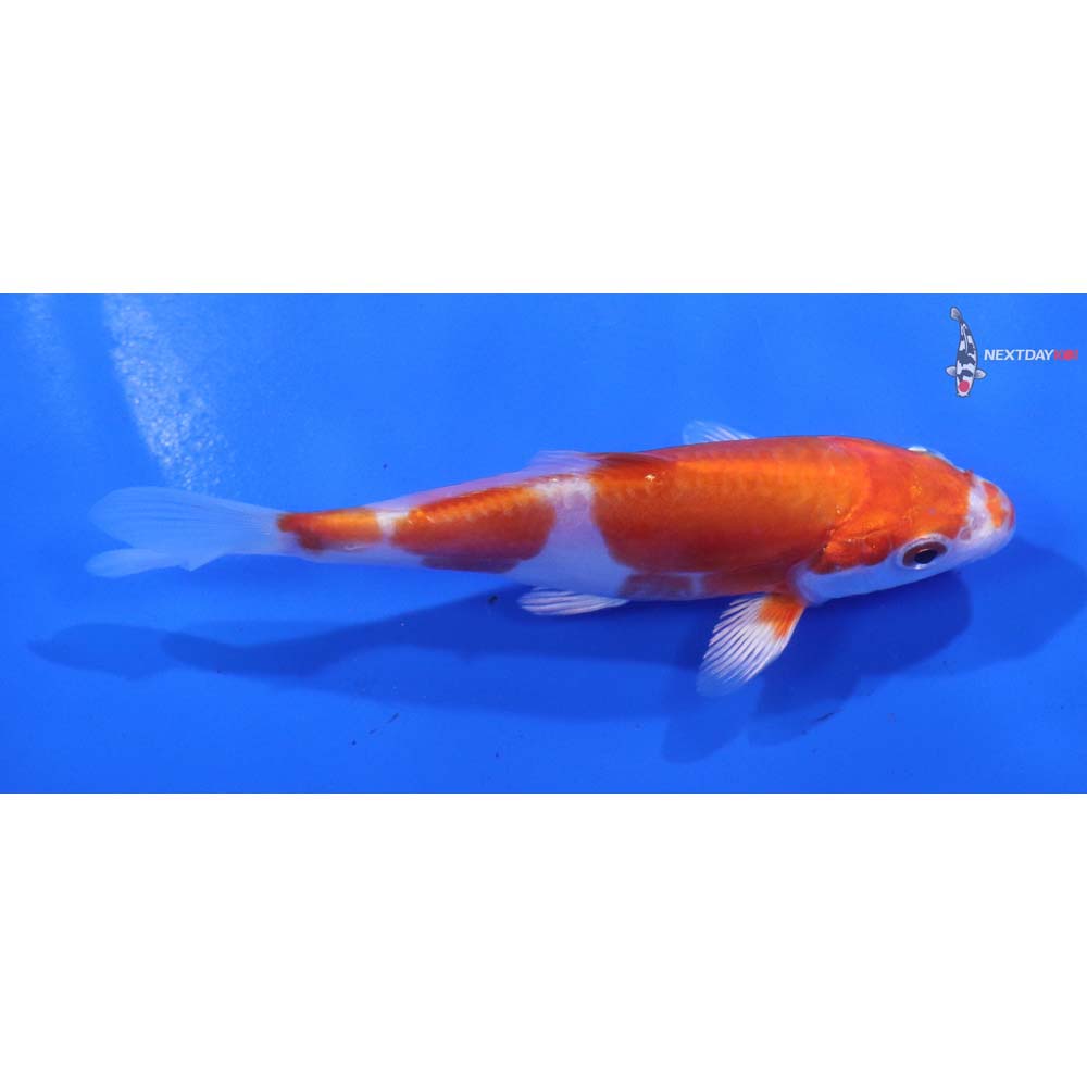 4” Imported Kikusui