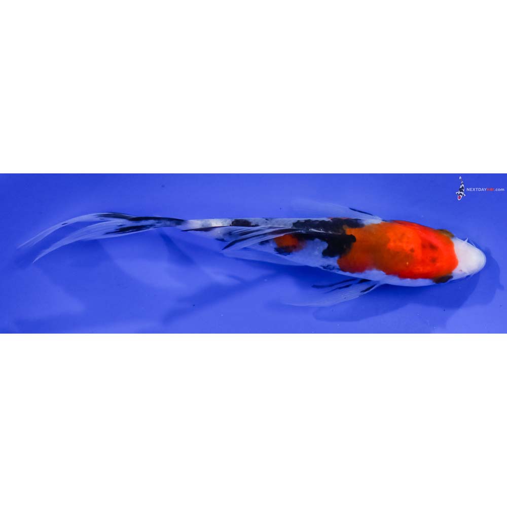 5.5” Imported Sanke Butterfly Koi