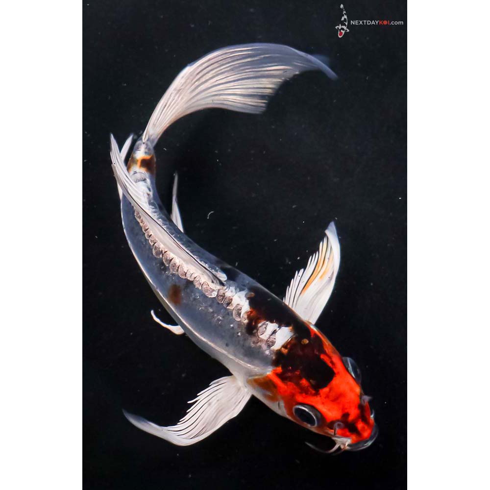6” Imported Doitsu Kujaku Butterfly Koi