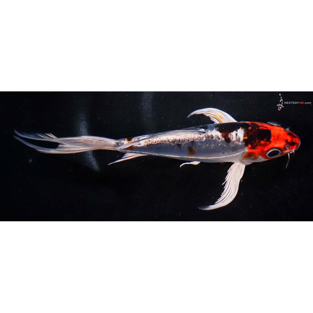 6” Imported Doitsu Kujaku Butterfly Koi