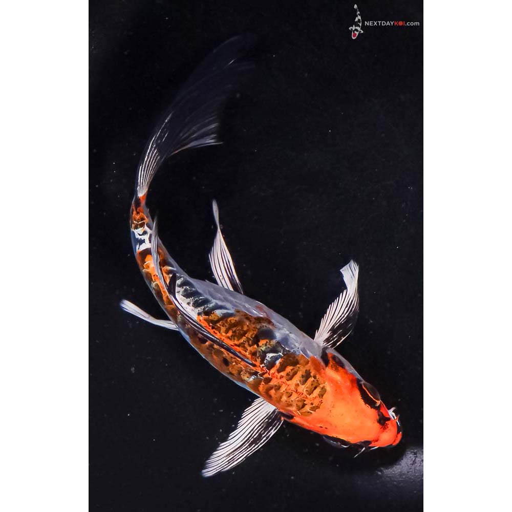 6” Imported Doitsu Kujaku Butterfly Koi