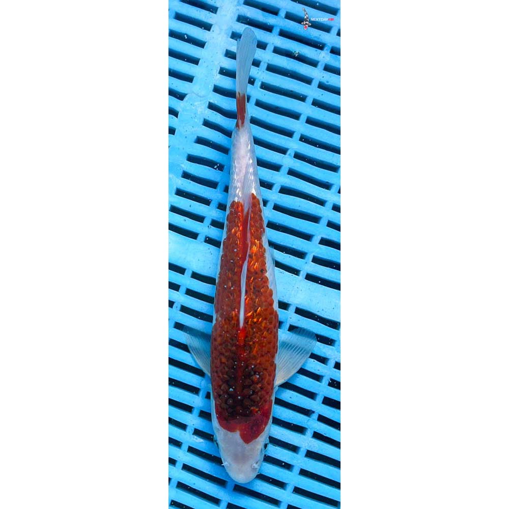 10-12” Imported Gin Rin Goromo