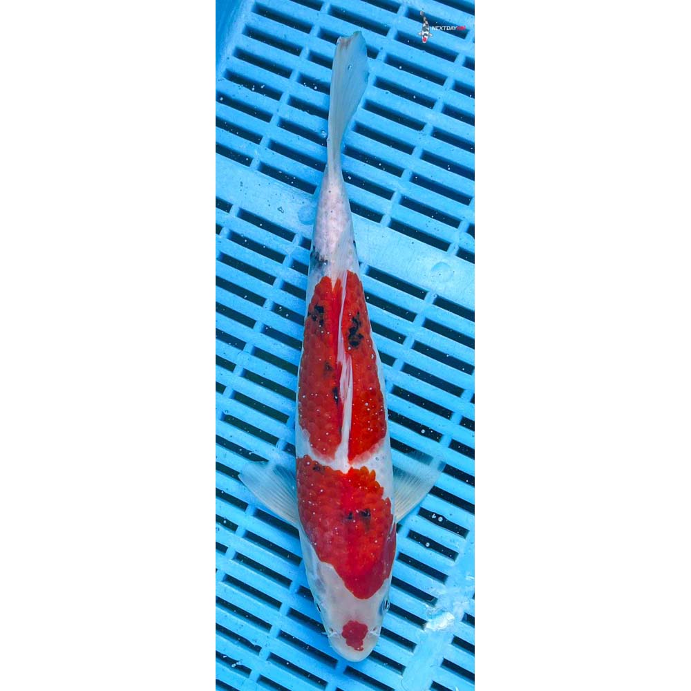 10-12” Imported Sanke