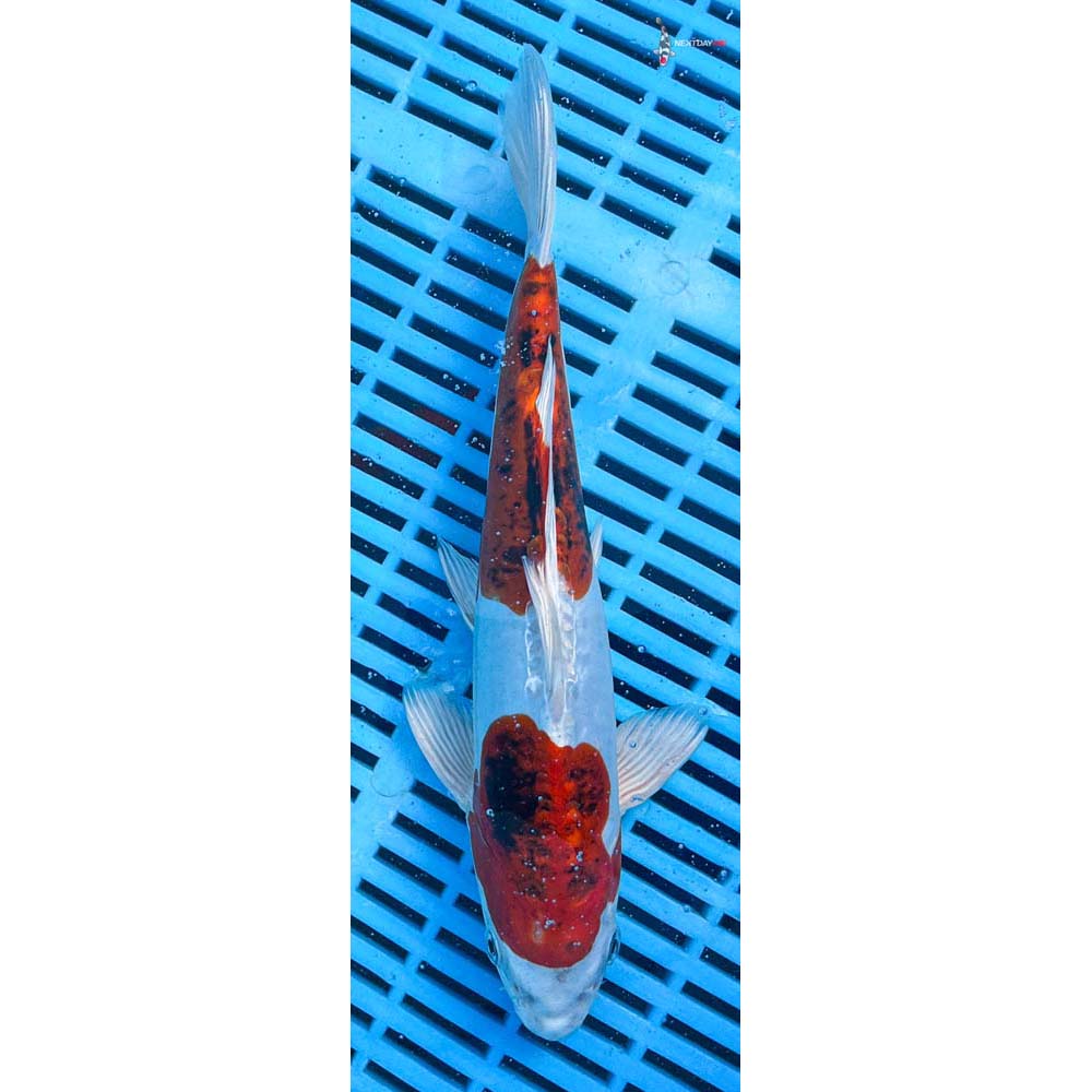 10-12” Imported Heisei Nishiki