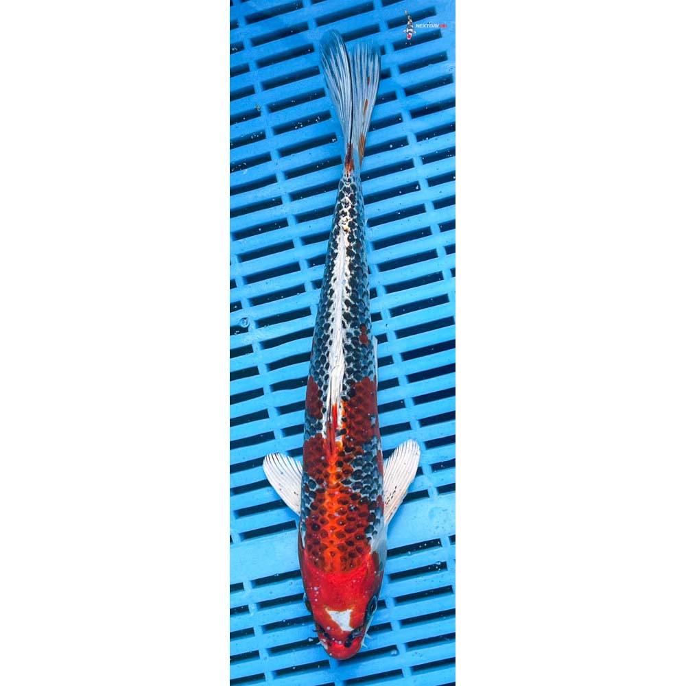 10-12” Imported Kujaku