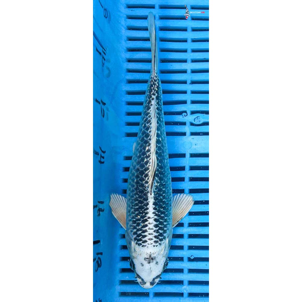 10-12” Imported Gin Matsuba