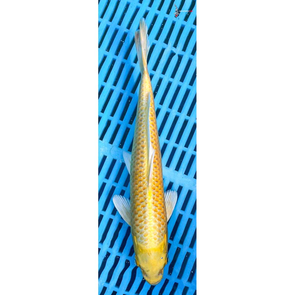 10-12” Imported Yamabuki Ogon