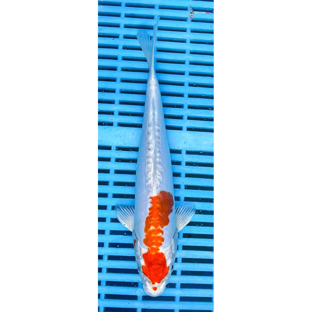 10-12” Imported Kikusui