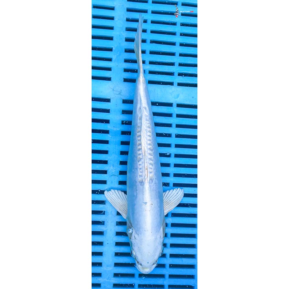 10-12” Imported Doitsu Platinum Ogon