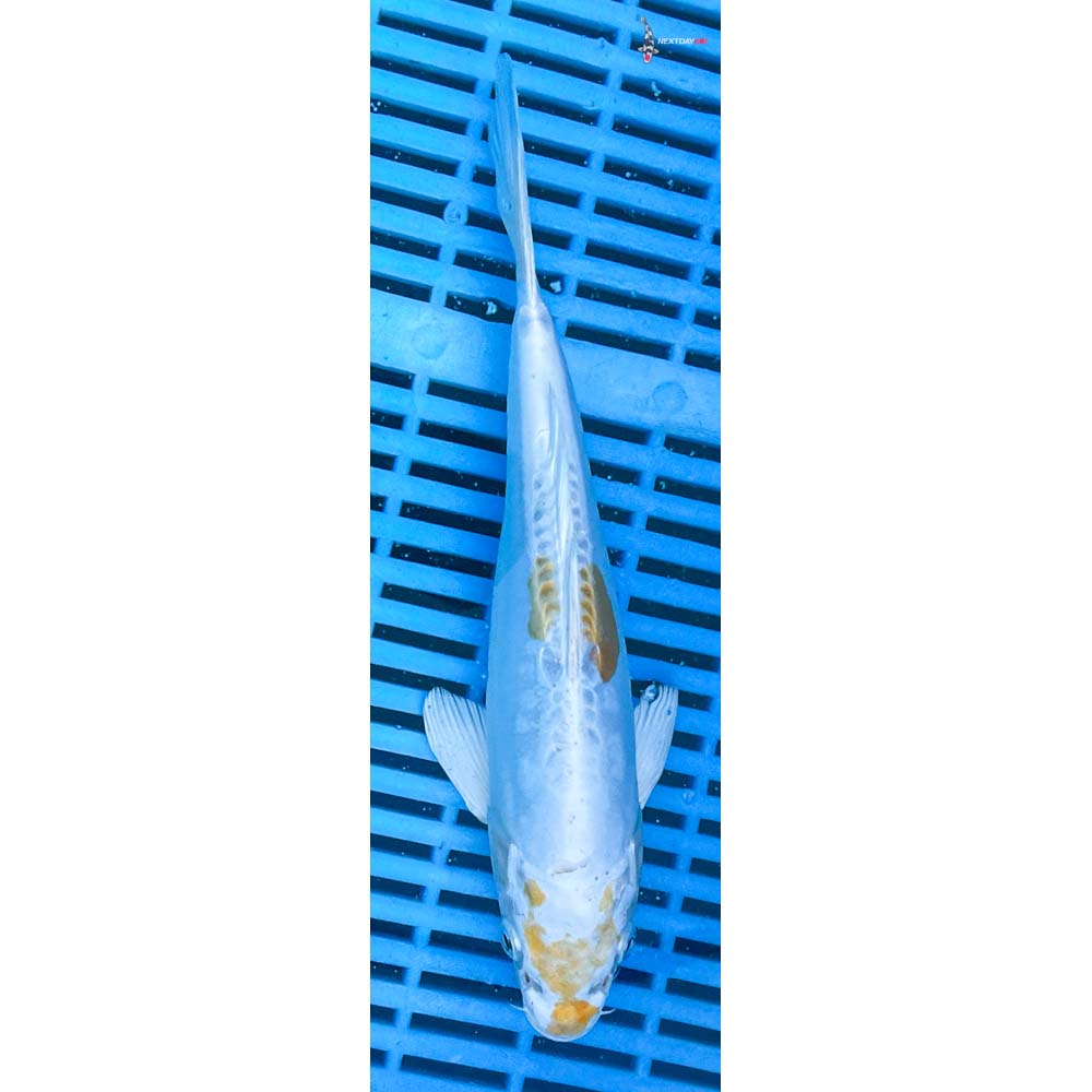 10-12” Imported Doitsu Lemon Hariwake