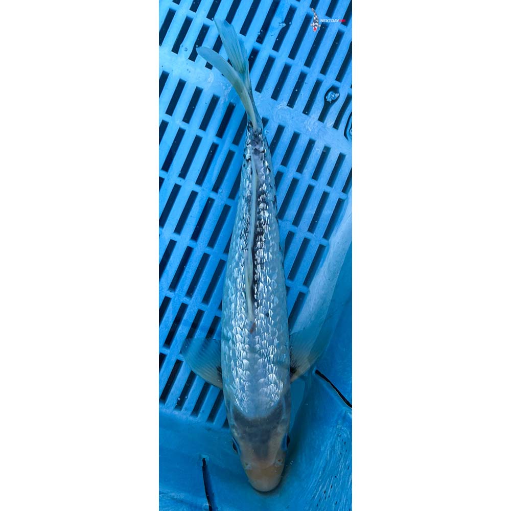 10-12” Imported Gin Rin Matsukawabakke