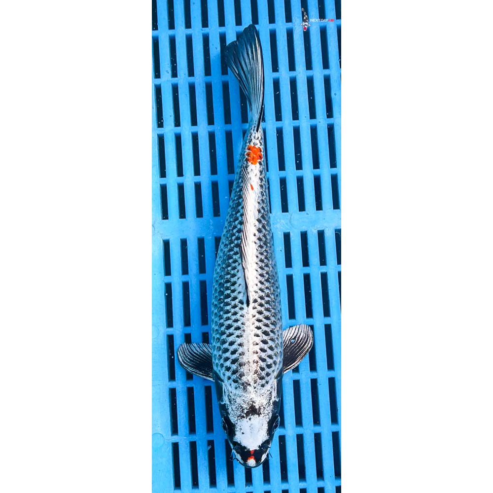 10-12” Imported Kujaku