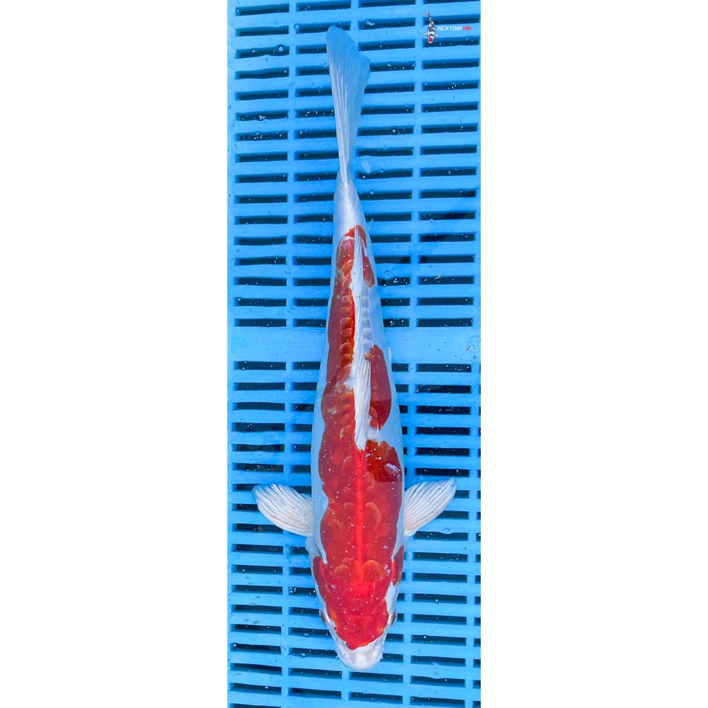 12-14” Imported Kikusui