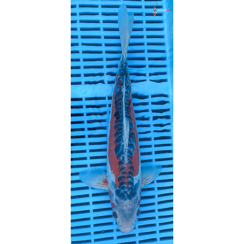12-14” Imported Shusui