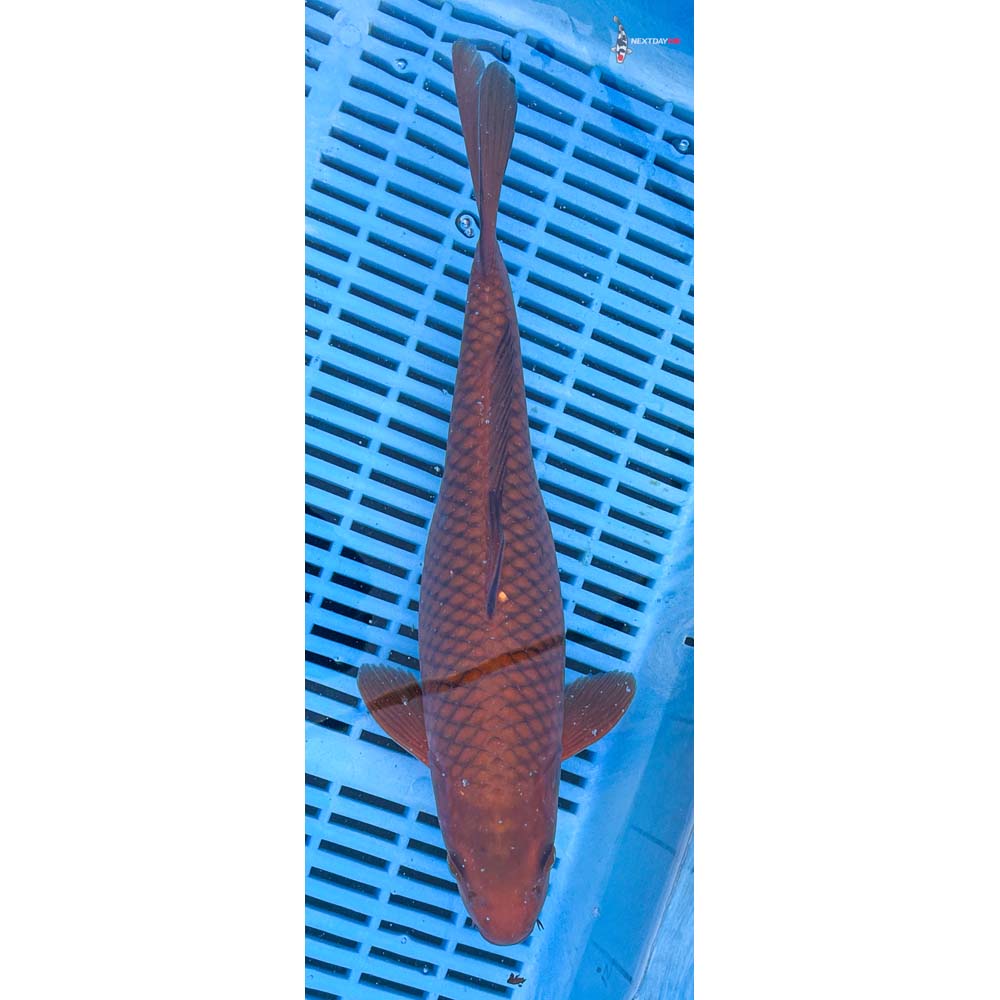 12-14” Imported Chagoi